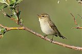 Arctic Warbler